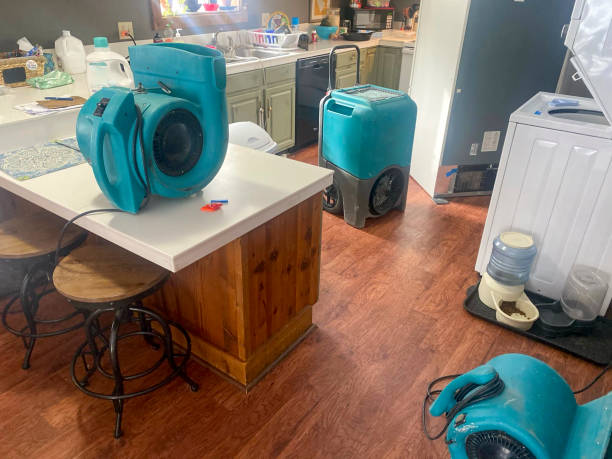 Best Mold removal after water damage  in Terrell, TX
